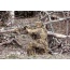 Red Rock Ghillie Suit Desert - 5 Piece Adult Xl-xxl